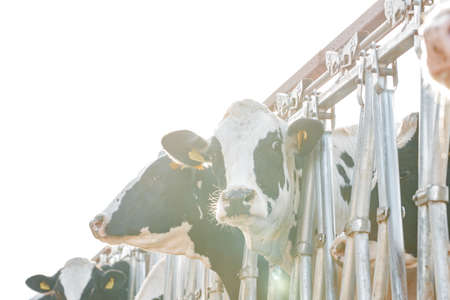 Black and white spotty cows on a farmの写真素材