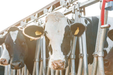 Adult cows standing in a stall on a farmの写真素材