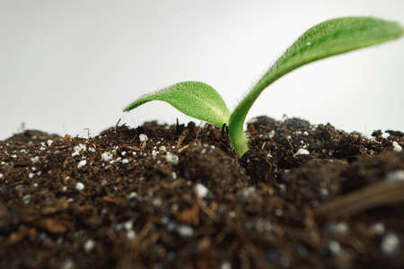 Small sprout of a growing plant in soil close up