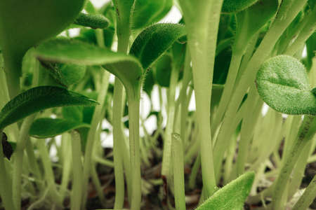 Young sprouts of microgreen plant close upの写真素材