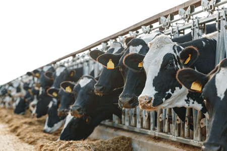 Cows standing in a stall and eating hay