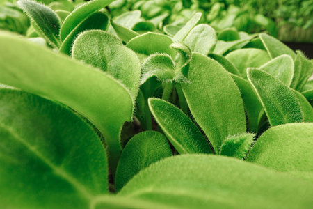Macro photo of micro green sprouts leaves