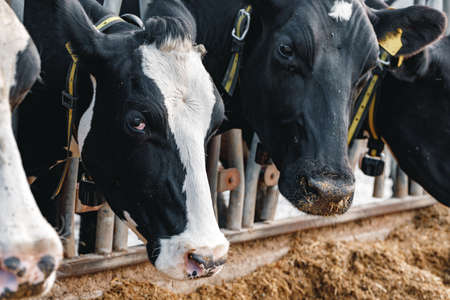 Head of a cow standing in a stallの写真素材