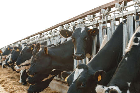 Adult cows standing in a stall on a farmの写真素材