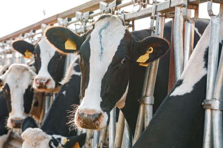 Black and white spotty cows on a farmの写真素材
