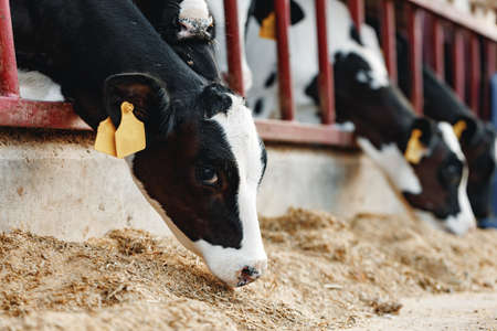 Cows standing in a stall and eating hayの写真素材