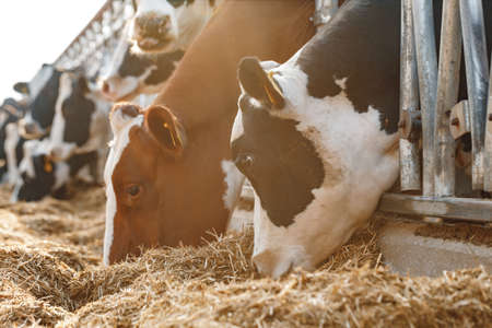 Cows standing in a stall and eating hayの写真素材