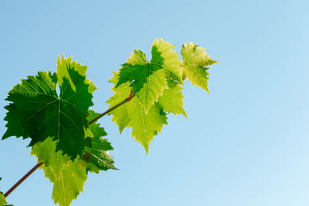 Grapes bush leaves in a vineyard close upの写真素材