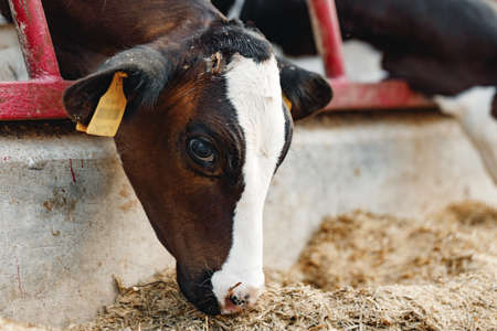 Cows standing in a stall and eating hayの写真素材