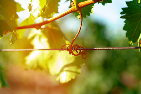 Grapes bush leaves in a vineyard close upの写真素材