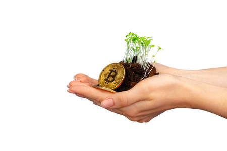 Seedlings grown on a coins stack in female palmの写真素材