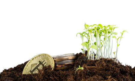 Sprout plant and bitcoin, growth of bitcoin crypto currencyの写真素材