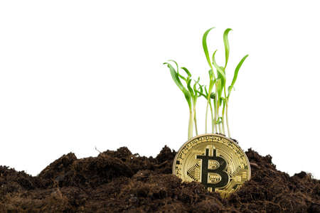 Sprout plant and bitcoin, growth of bitcoin crypto currencyの写真素材