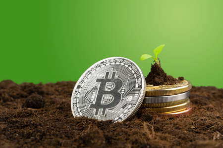 Sprout plant and bitcoin, growth of bitcoin crypto currencyの写真素材
