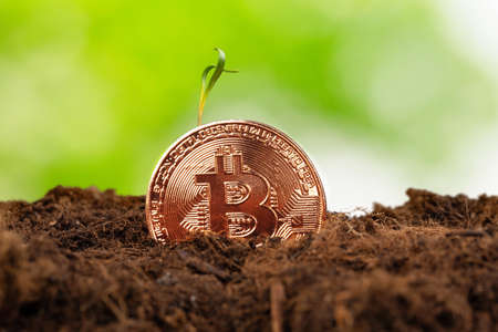 Sprout plant and bitcoin, growth of bitcoin crypto currencyの写真素材