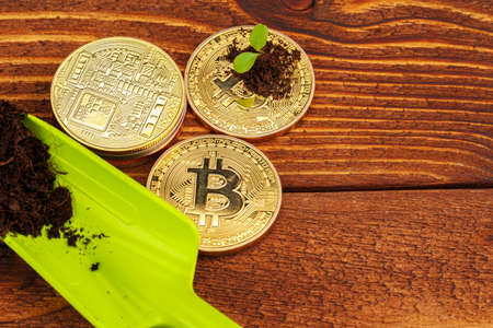Golden bitcoin and green plant in soilの写真素材