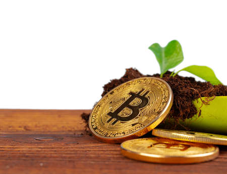 Sprout plant and bitcoin, growth of bitcoin crypto currency