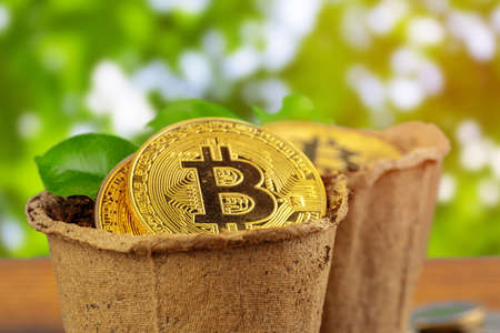 Golden bitcoin and green plant in soilの写真素材