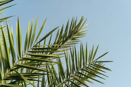 Palm leaves branches against blue sky backgroundの写真素材
