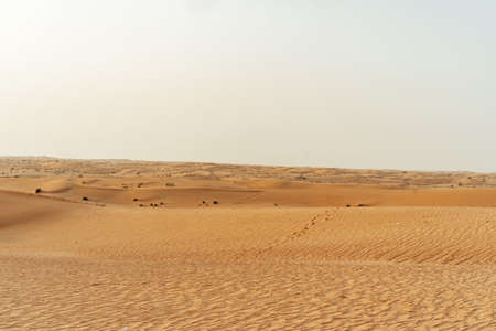 Yellow sand dunes in Dubai desert for a backgroundの写真素材