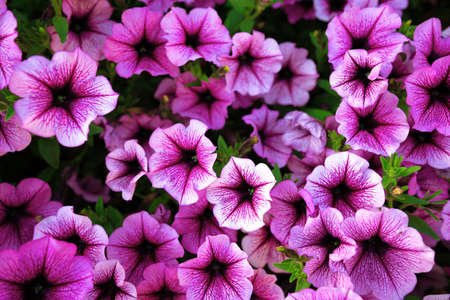 Bright pink petunia flowers for a backgroundの写真素材