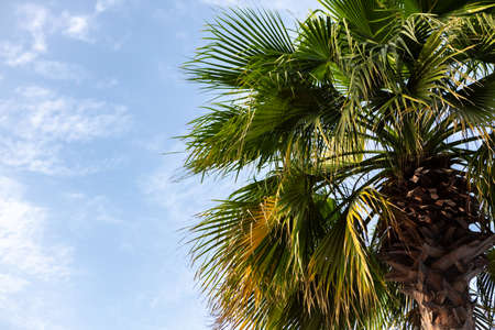 Green palm tree on blue sky background