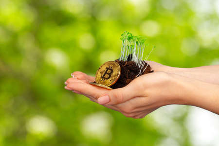 Seedlings grown on a coins stack in female palmの写真素材