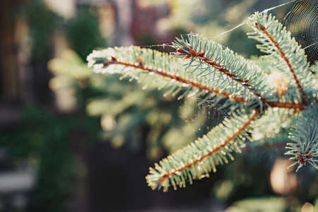 Background of coniferous plant branches close upの写真素材