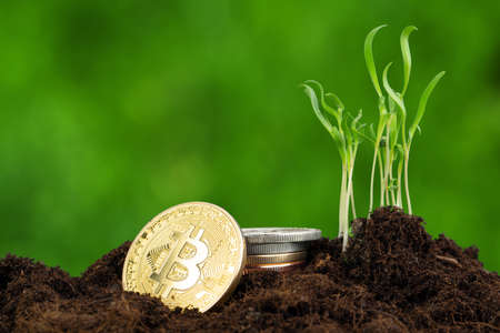Sprout plant and bitcoin, growth of bitcoin crypto currencyの写真素材