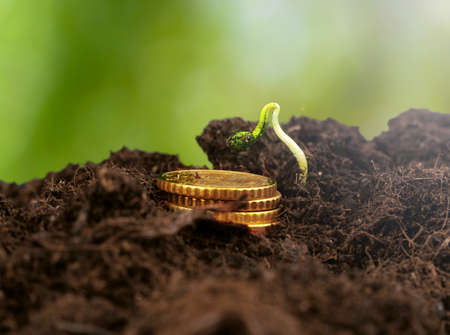 Coins stack of money and growing plant close up, financial concept