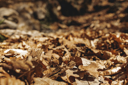 Dry autumn fallen leaves on forest groundの写真素材