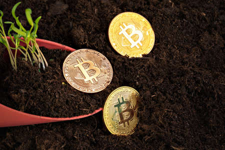 Sprout plant and bitcoin, growth of bitcoin crypto currencyの写真素材