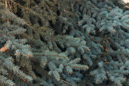 Background of coniferous plant branches close upの写真素材