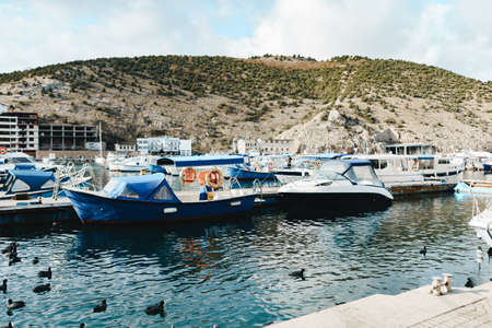 Many sailing boats parked in a harborの写真素材