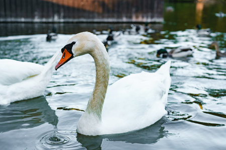 Beautiful swan swimming on the pond in parkの写真素材