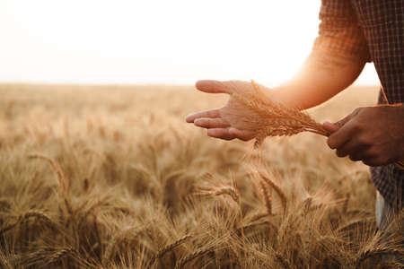 Male hand touches wheat ears on field at sunsetの写真素材