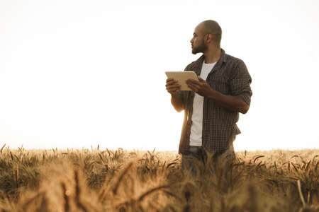 Man using digital tablet in wheat field at sunset