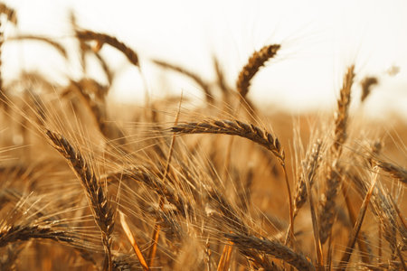 Ears of golden wheat on field, close upの写真素材