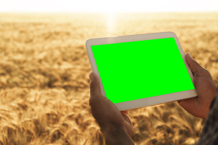 Close up of farmers hands holding tablet with green screen in wheat fieldの写真素材