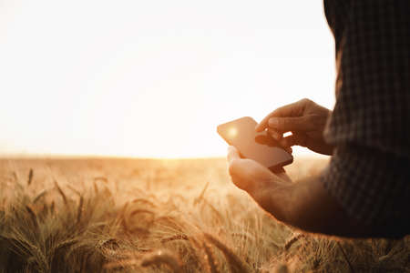 Man using smartphone while standing in wheat field at sunsetの写真素材