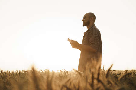 Man using smartphone while standing in wheat field at sunset