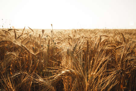 Ears of golden wheat on field, close upの写真素材