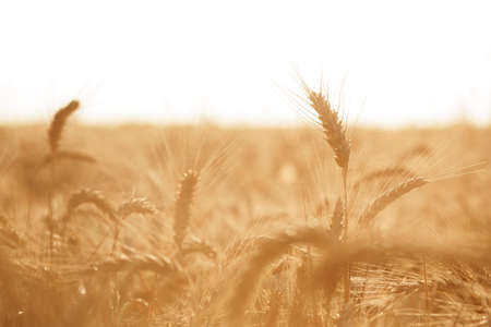 Ears of golden wheat on field, close upの写真素材