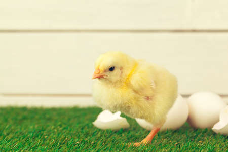 Little chicken on the grassの写真素材