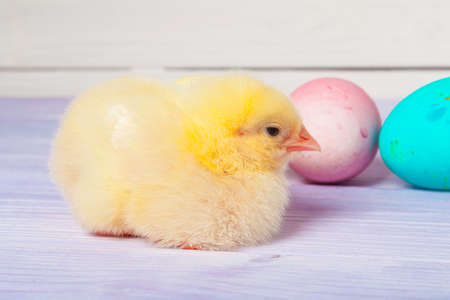 chick with easter eggs on wooden tableの写真素材