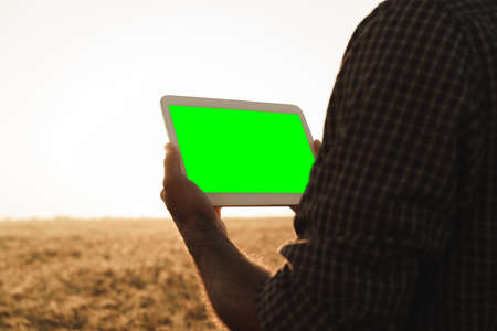 Close up of farmers hands holding tablet with green screen in wheat field