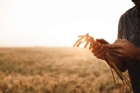 Male hand touches wheat ears on field at sunsetの写真素材
