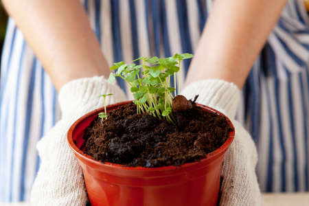 Woman holding a pot with a sprout in her hands. Gardening concept