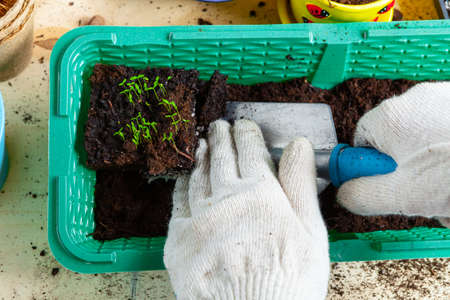Plant transplantation process close up. Gardening accessoriesの写真素材