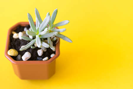 Potted house plant over a yellow bright backgroundの写真素材